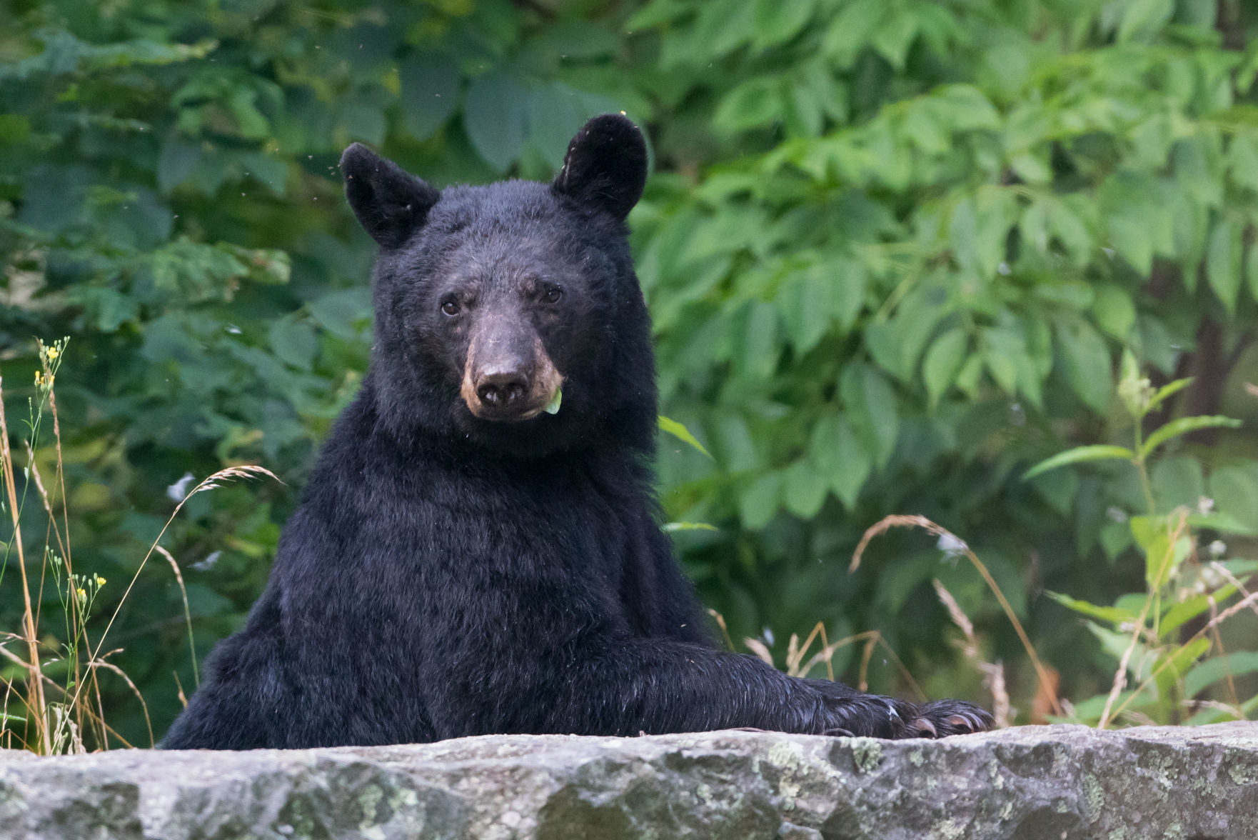 Vistas With Wildlife Category Honorable Mention #5: